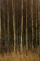 Pumpkin & Birch 15.7 oz Liquid Hand Soap